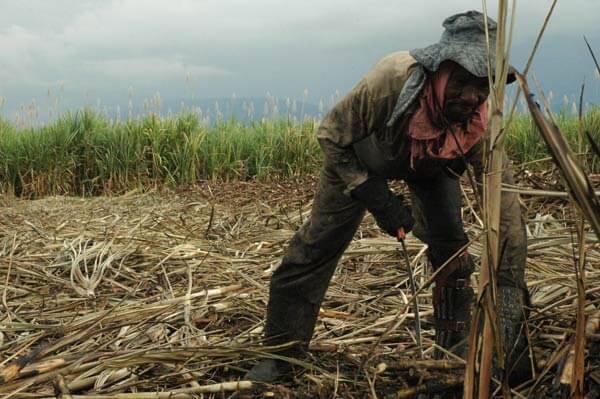 Cruz María Montaña takes a swipe at the base of standing cane. Cane cutters in the Cauca Valley often work seven days a week. Photo credit: Dawn Paley.
