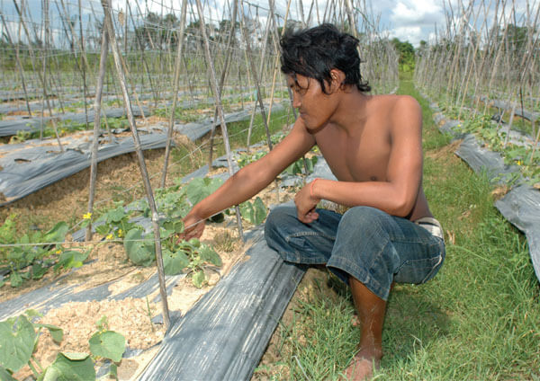 Melons are grown by local farmers to feed the orangutans. Photo by Shawn Thompson.