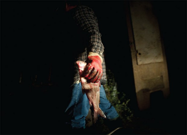 Fish that can't be sold are thrown to the sled dogs.