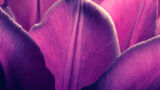 A close-up image of five purple tulip petals.